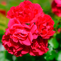 Duftrosen - Rose Toscana® - Rosa Toscana ®