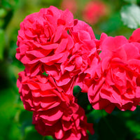 Rose Toscana® - Bakker