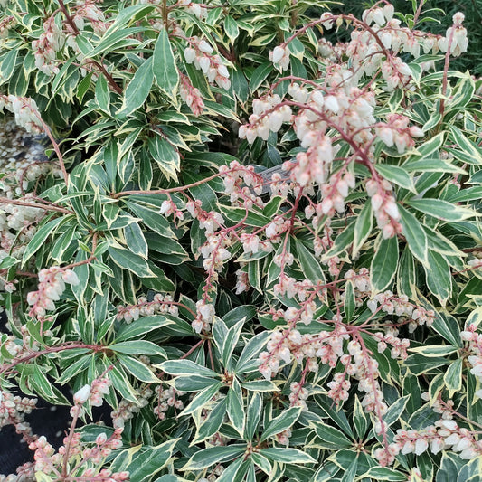 Bunte Lavendelheide - Bakker