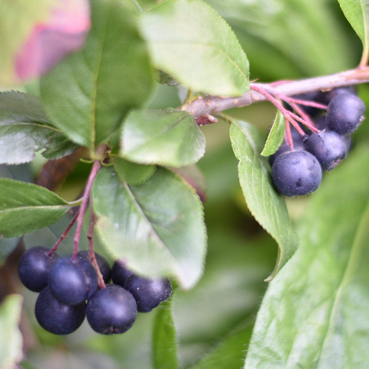 Schwarzfruchtige Apfelbeere Nero - Bakker