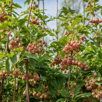 Enkianthus campanulatus red bells - Prachtglocken - Balkonblumen