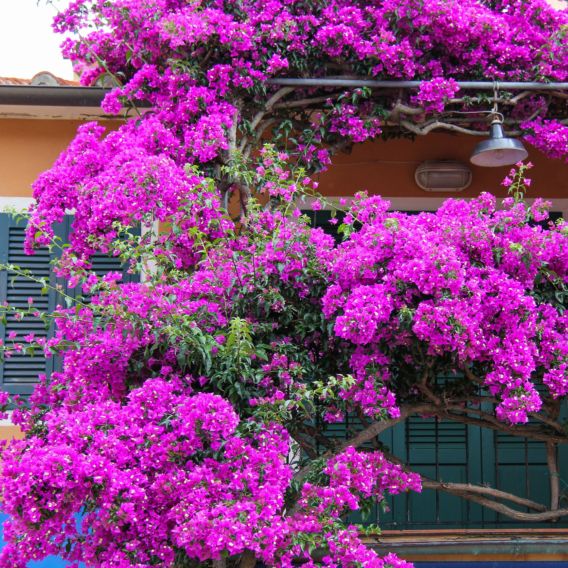 Verkauf Bougainvillea violett - Bougainvillea purple