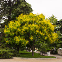 Verkauf Blasenesche - Koelreuteria paniculata
