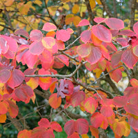 Zaubernuss - Hamamelis intermedia 'sunburst' - Bakker