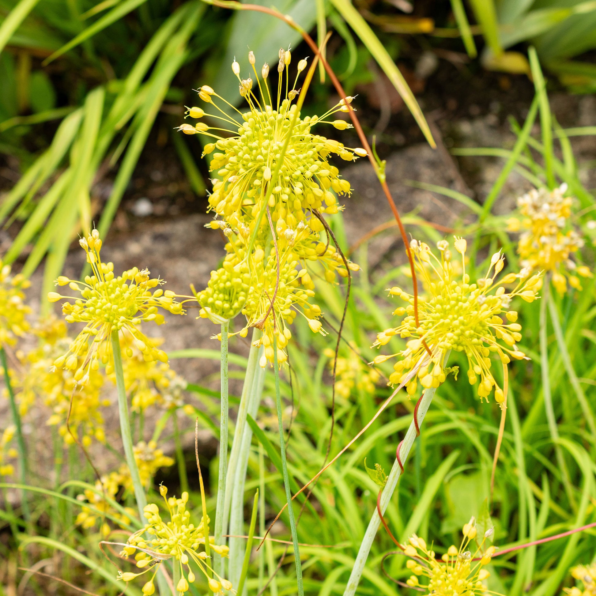 Stauden - Gelber Lauch - Allium flavum
