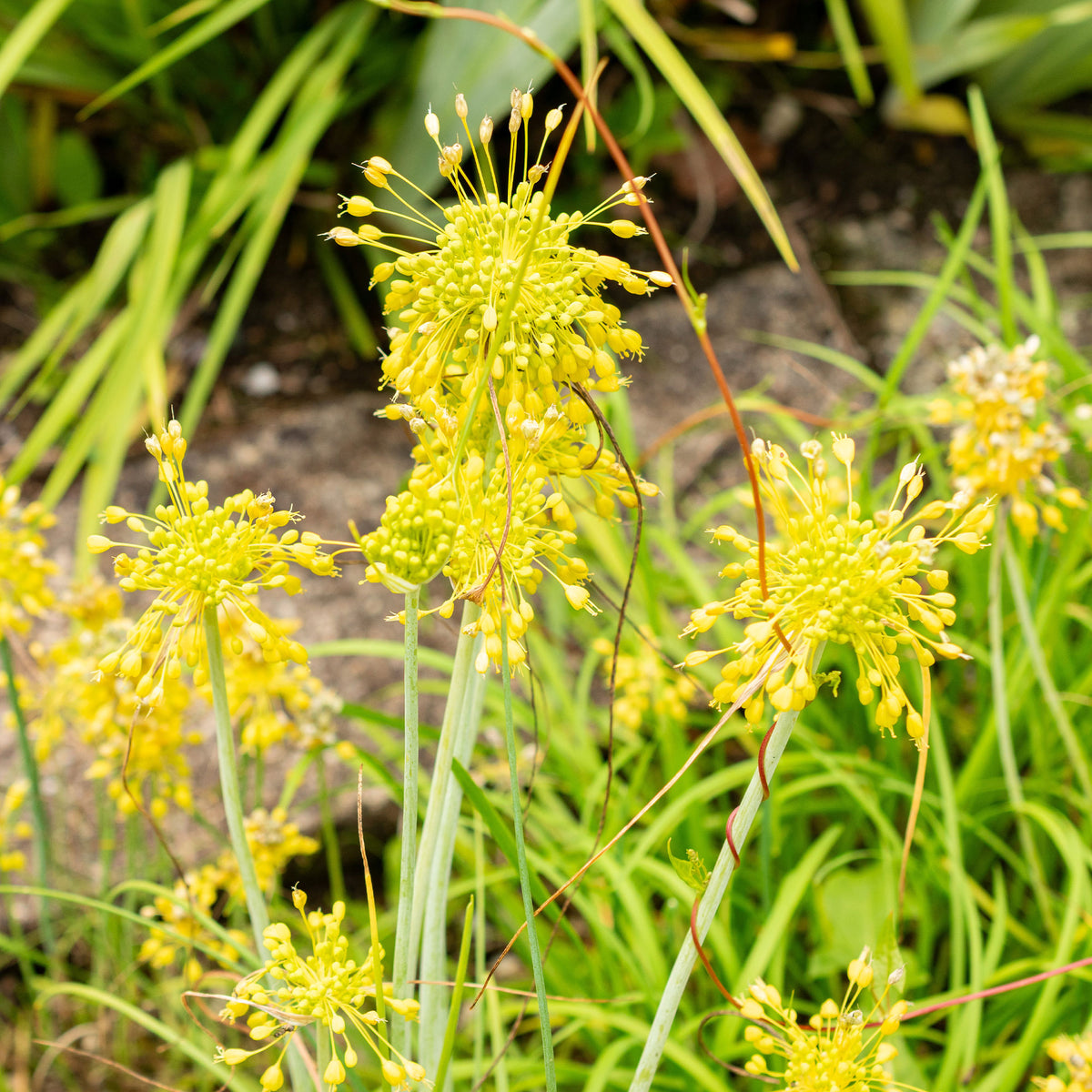 Stauden - Gelber Lauch - Allium flavum