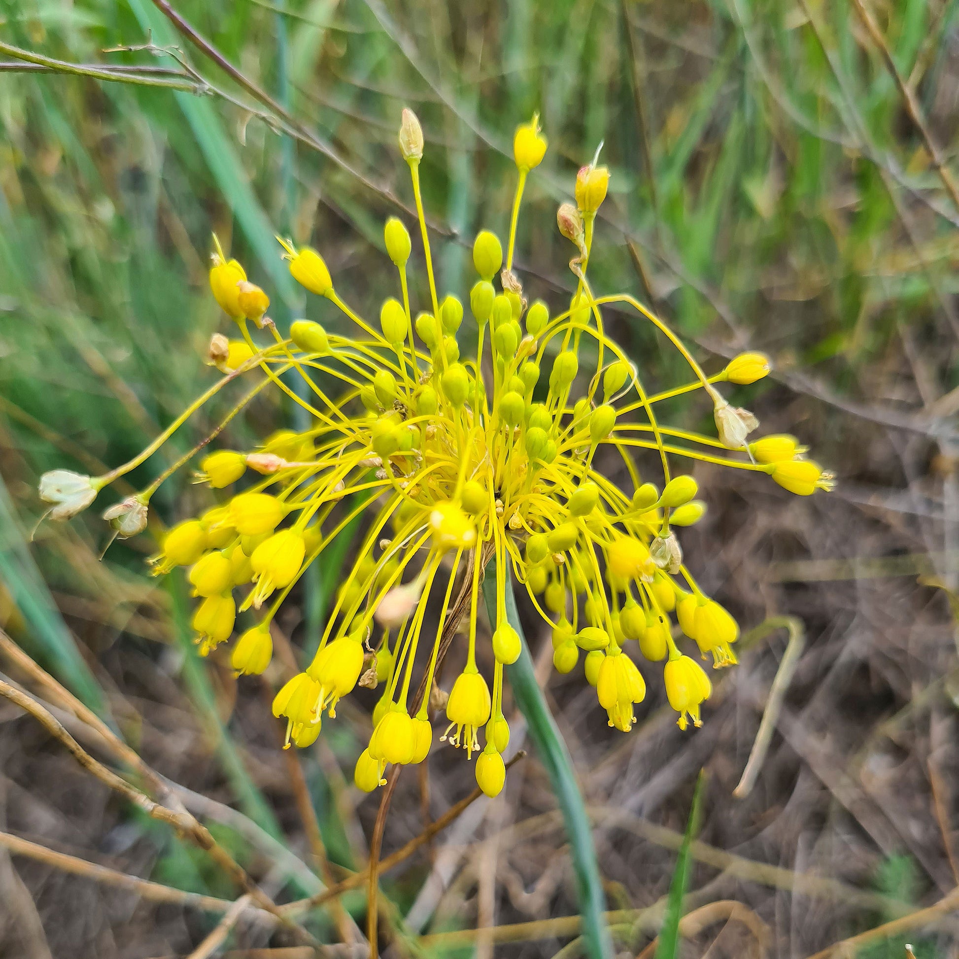 Allium flavum - Gelber Lauch - Stauden