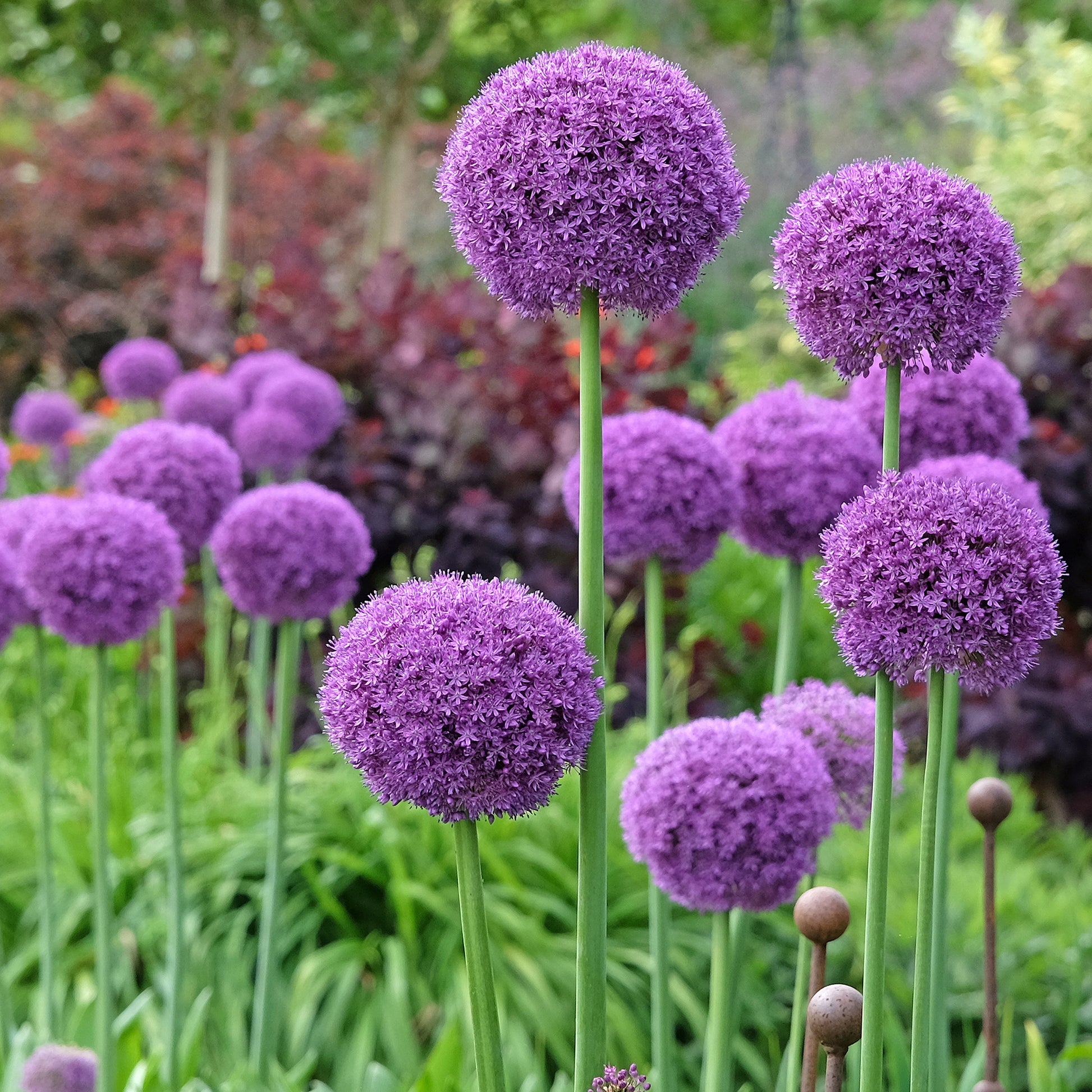 Riesen-Lauch - Allium giganteum - Bakker