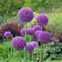 Stauden - Riesen-Lauch - Allium giganteum