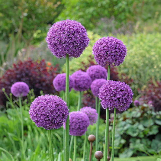 Stauden - Riesen-Lauch - Allium giganteum