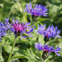 Berg-Flockenblume - Centaurea montana - Bakker