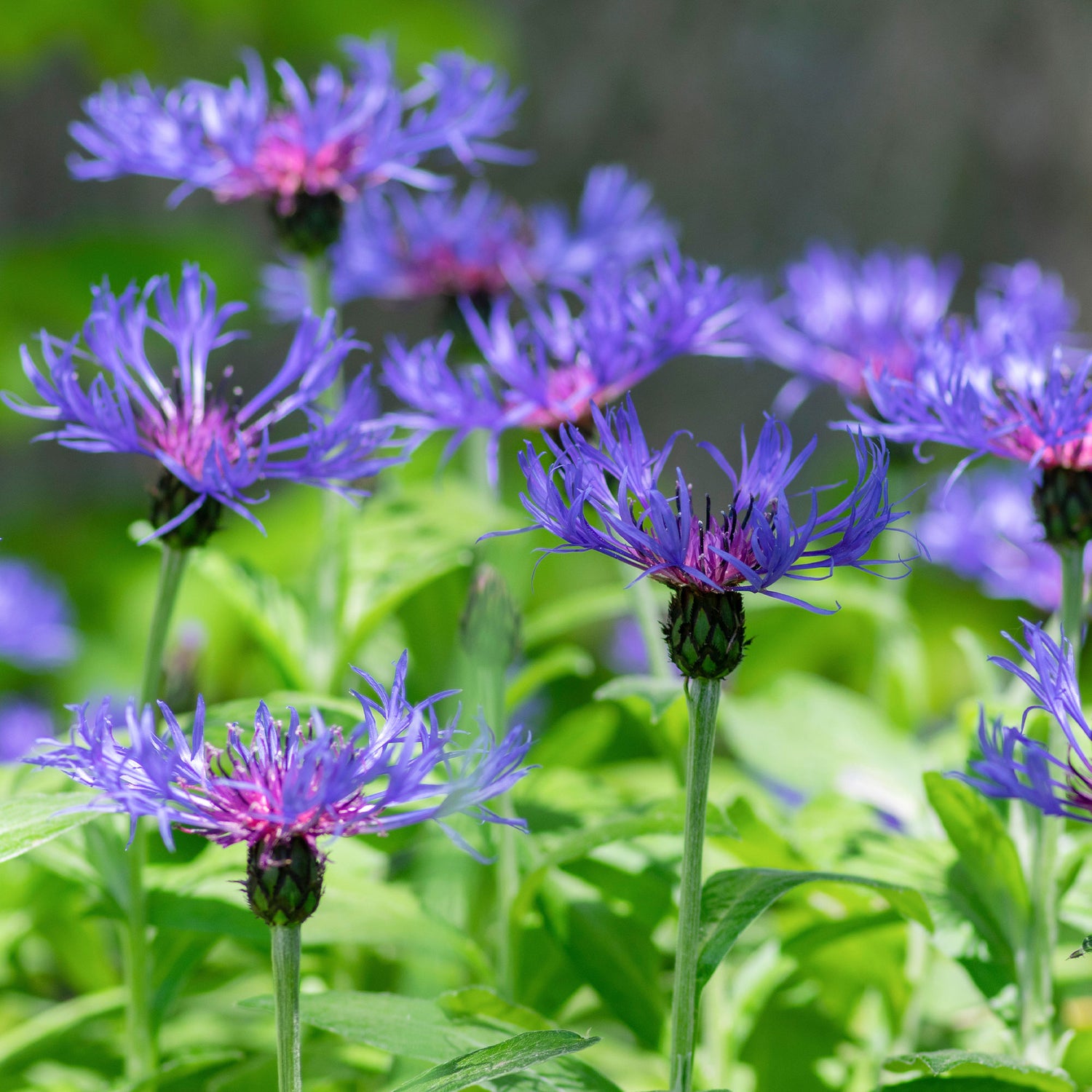 Centaurea montana - Berg-Flockenblume