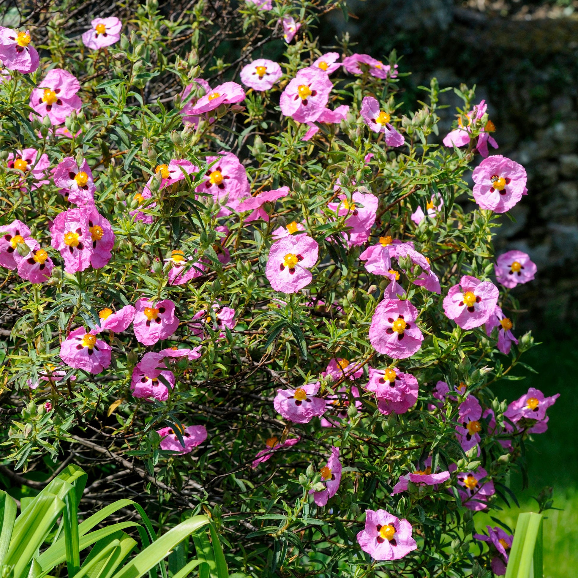 Purpur-Zistrose - Bakker