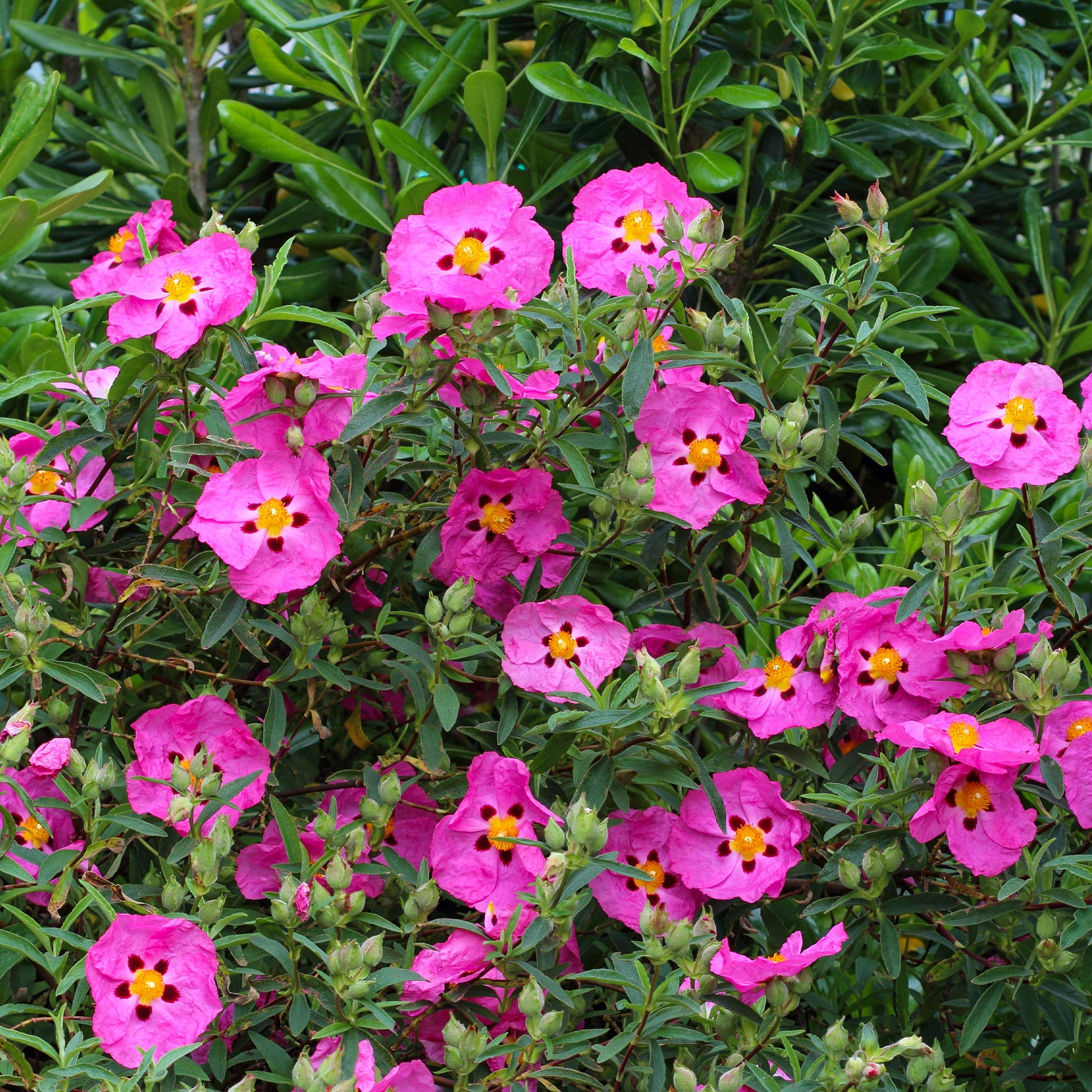 Purpur-Zistrose - Cistus purpureus - Bakker