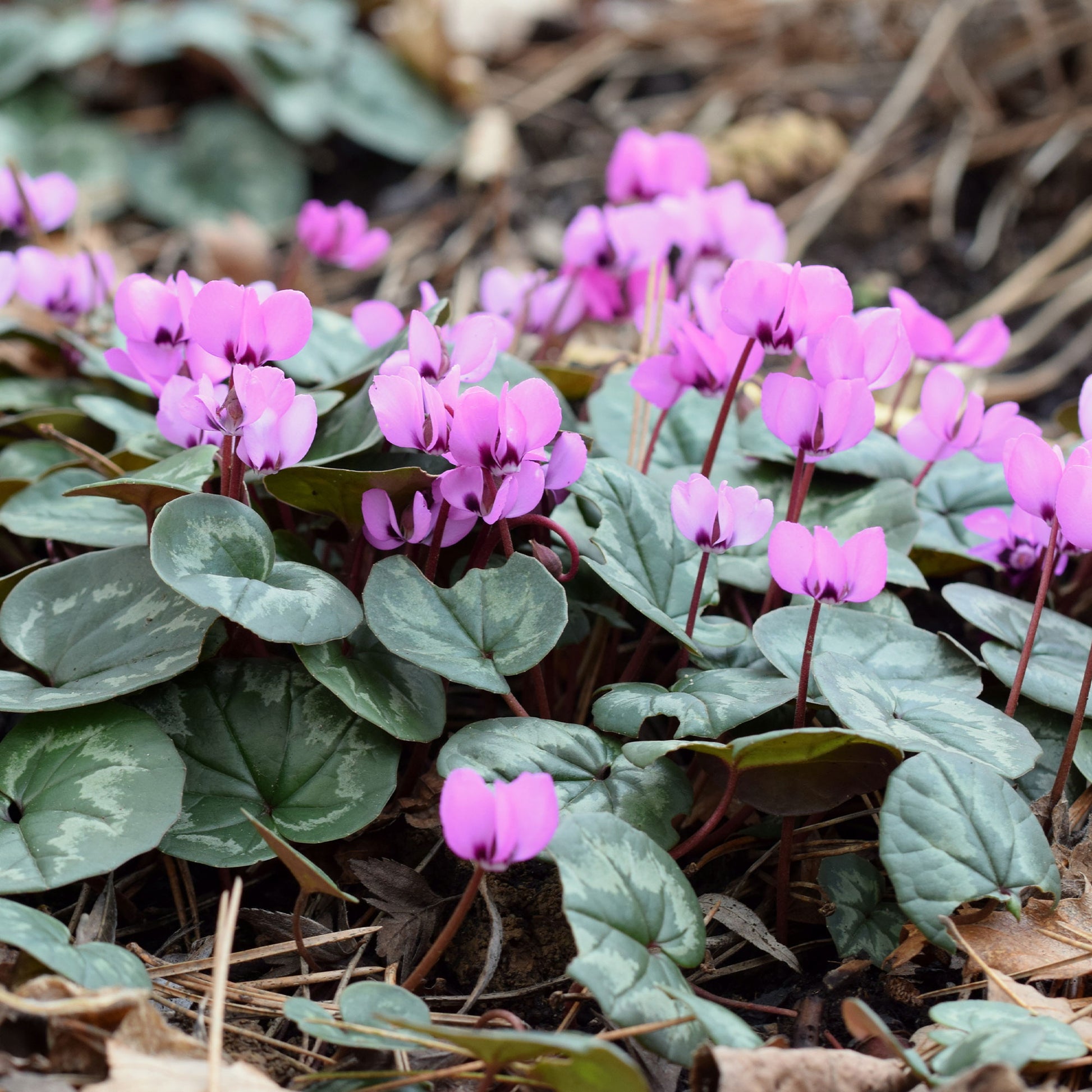 Cyclamen coum - Alpenveilchen Rose - Stauden