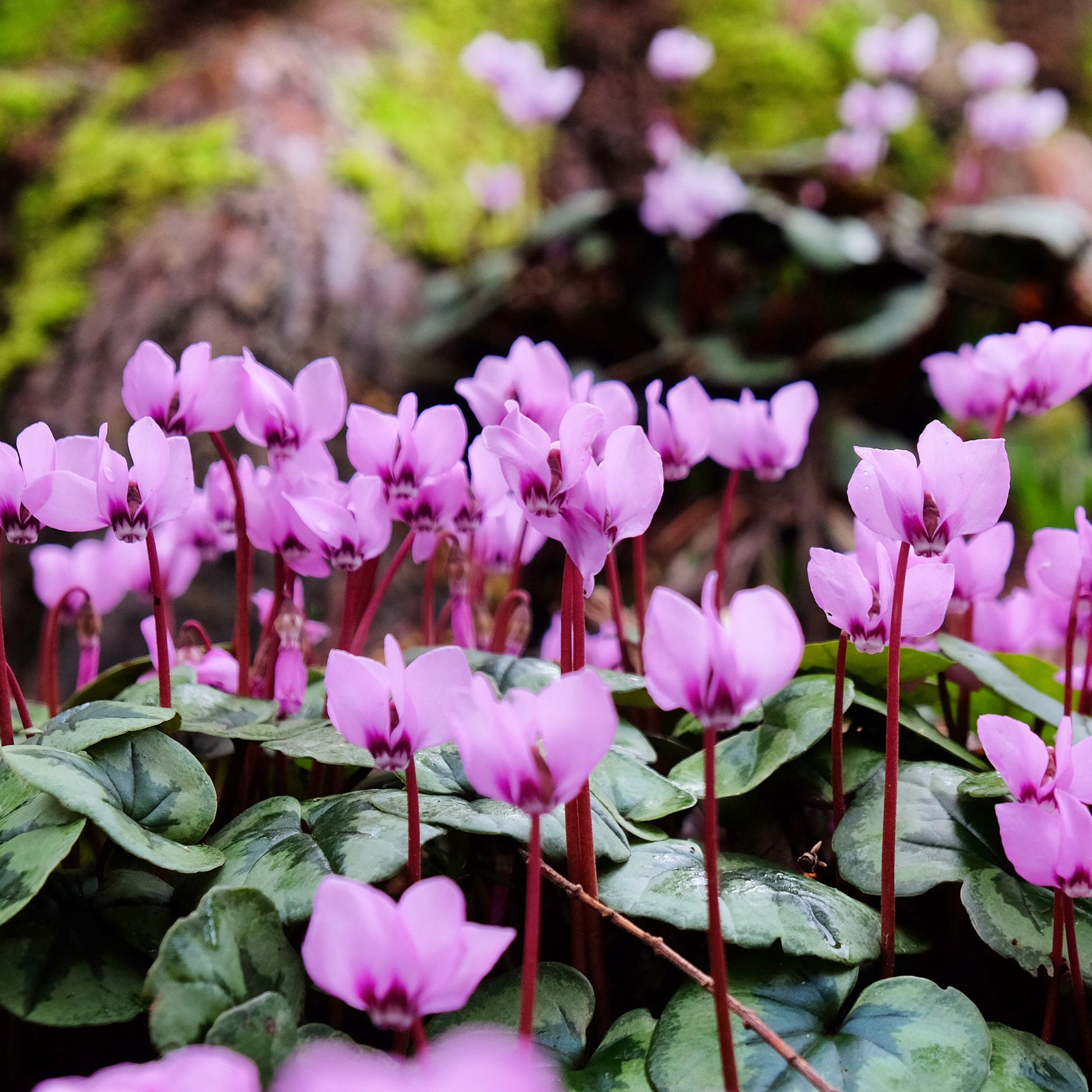 Alpenveilchen Rose - Cyclamen coum - Bakker
