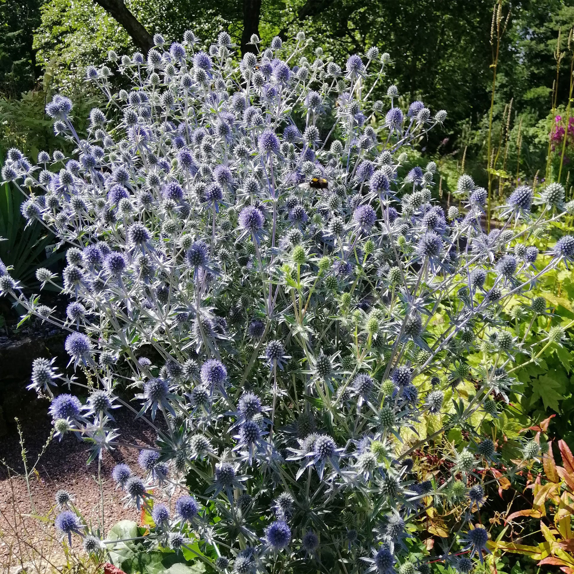 Flachblatt-Mannstreu - Mannstreu - Bakker