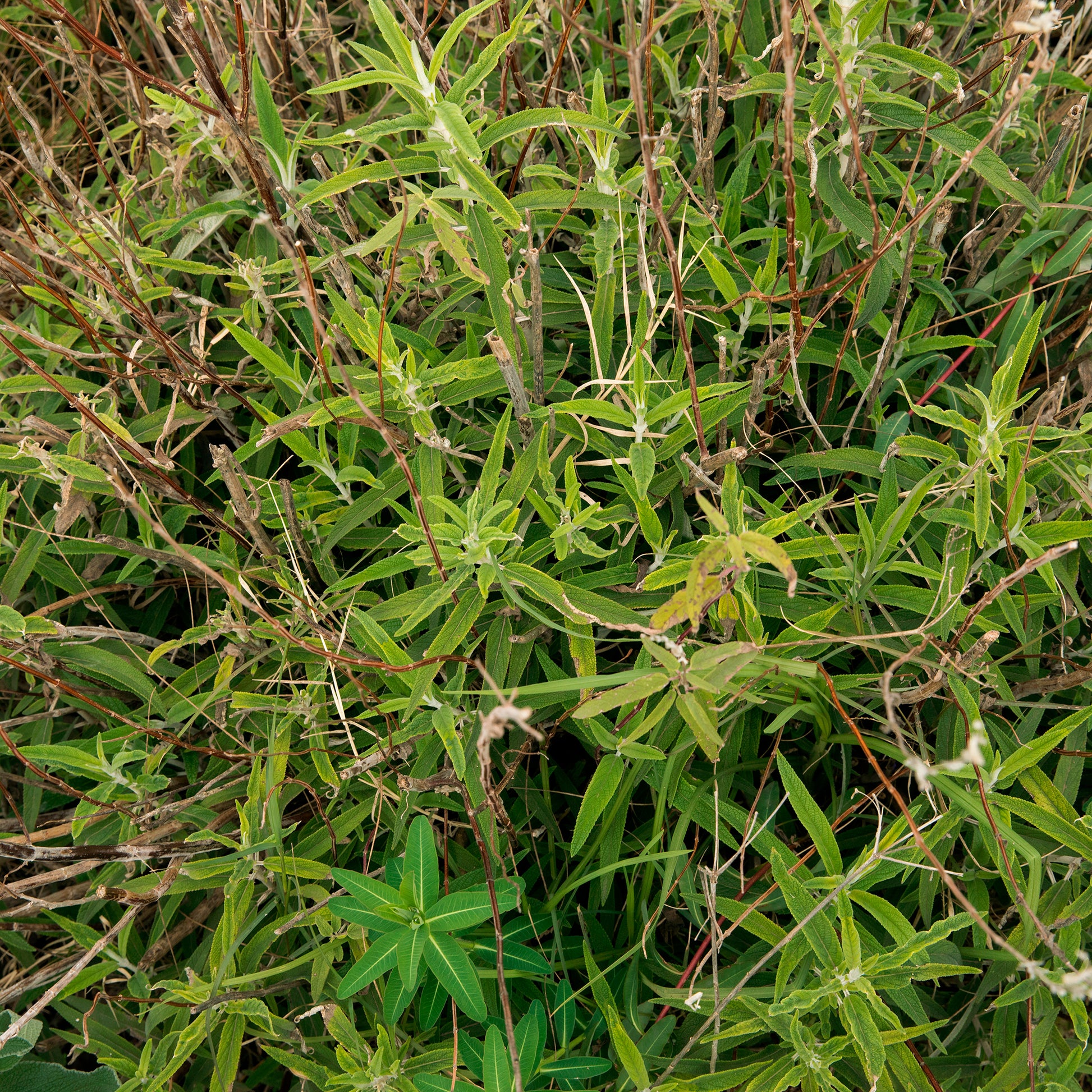 Hornfrüchtige Wolfsmilch - Bakker