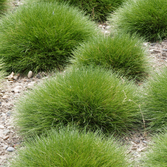 Bärenfell Schwingel - Bakker