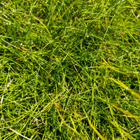 Schwingel   - Bärenfell Schwingel - Festuca gautieri (scoparia)