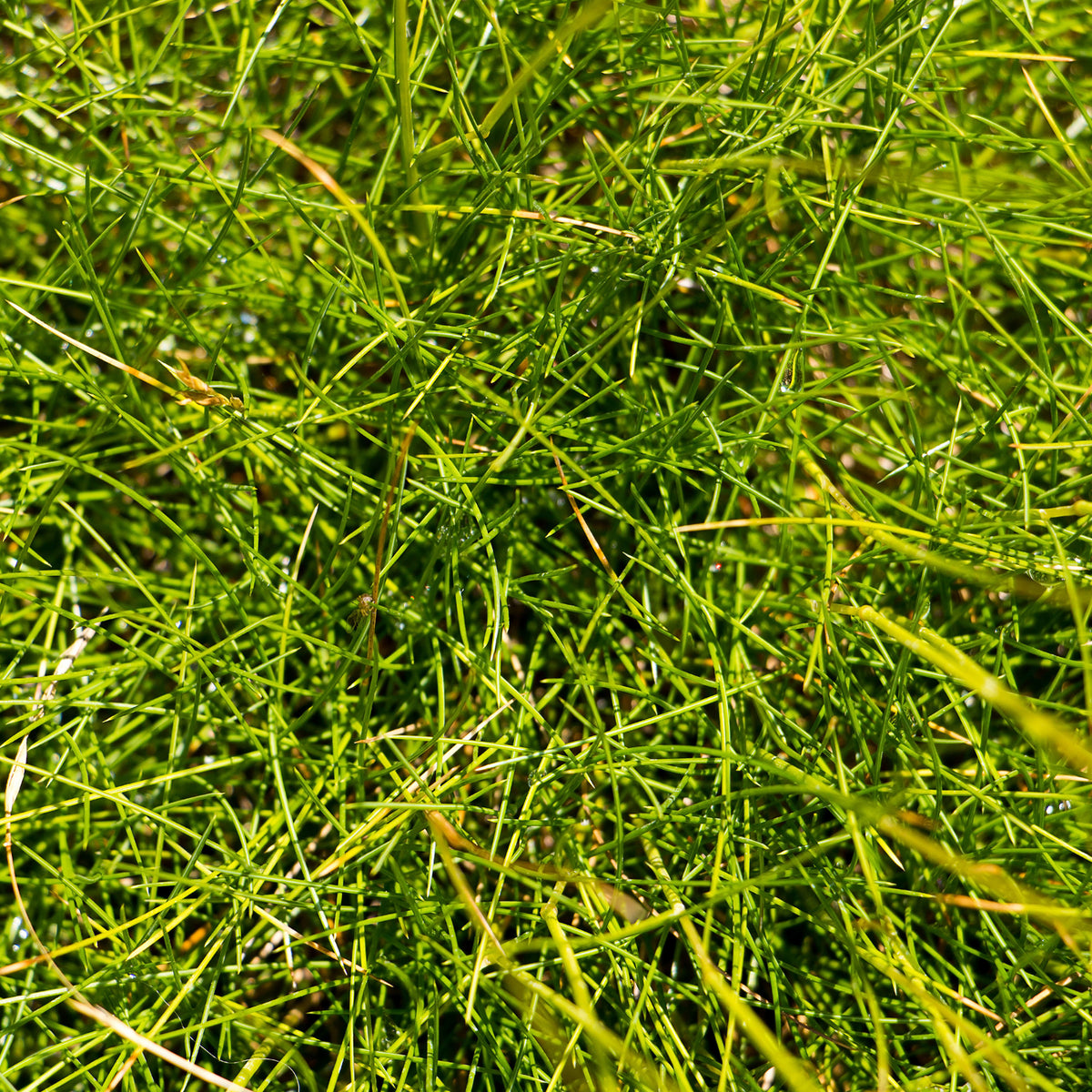 Schwingel   - Bärenfell Schwingel - Festuca gautieri (scoparia)