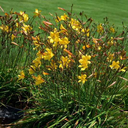 Taglilie Corky - Bakker