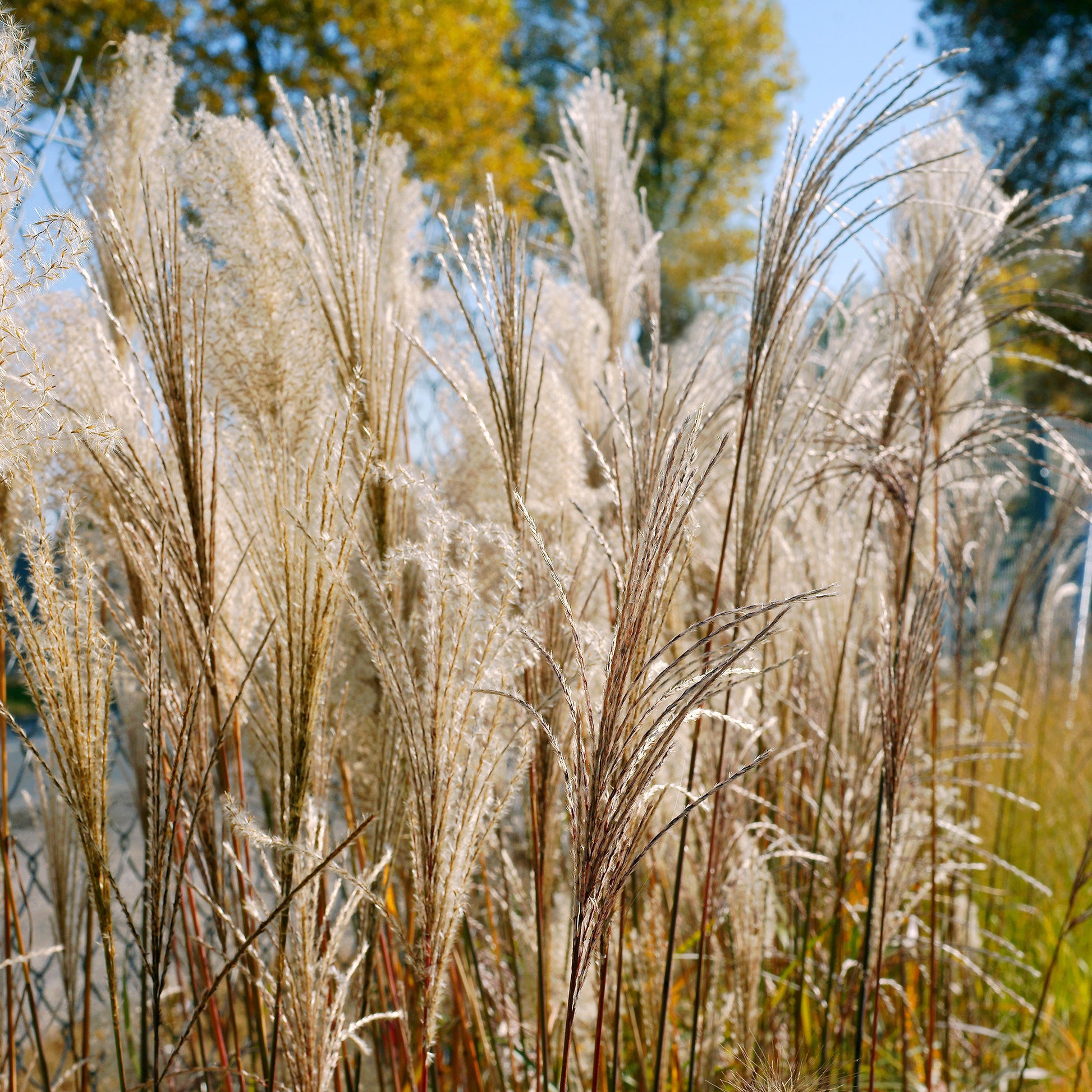 Chinaschilf Malepartus - Miscanthus sinensis malepartus - Bakker