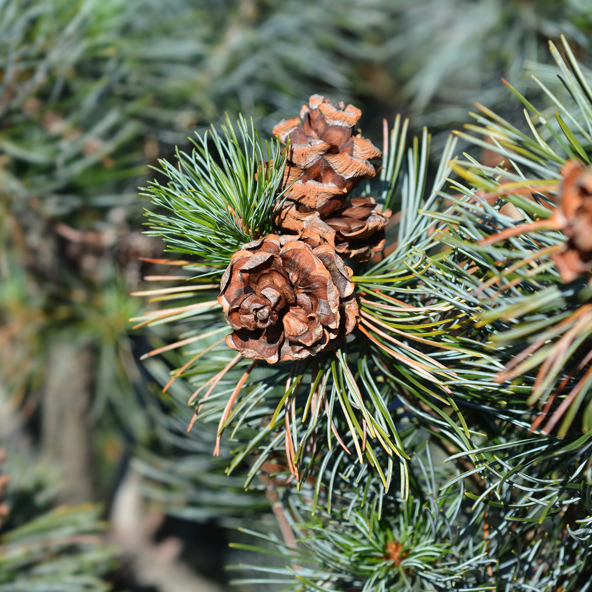 Pinus parviflora Negishi - Mädchen-Kiefer - Kiefer