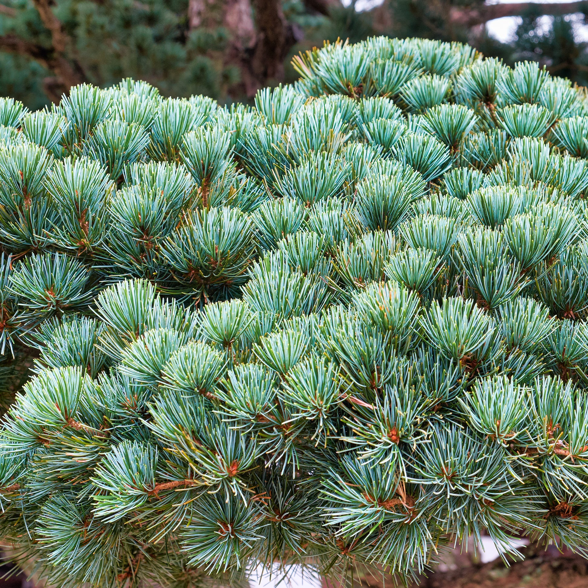 Mädchen-Kiefer - Pinus parviflora Negishi - Bakker