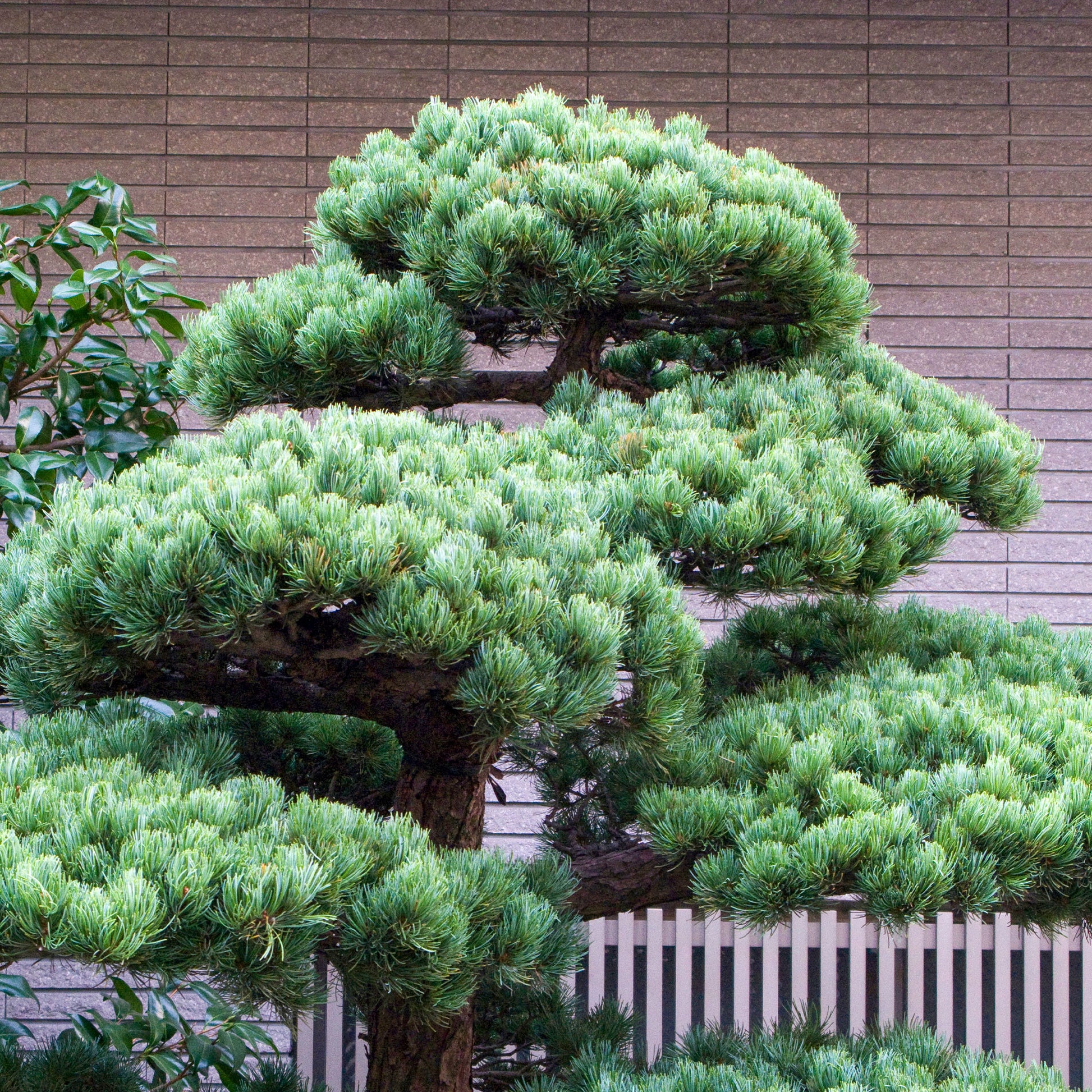 bonsai kiefer groß Japanische Weißkiefer 'Negishi' - Pinus parviflora Negishi