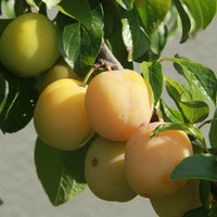 Prunus domestica reine-claude dorée - Pflaume Reine-Claude Goldene - Pflaumenbäume