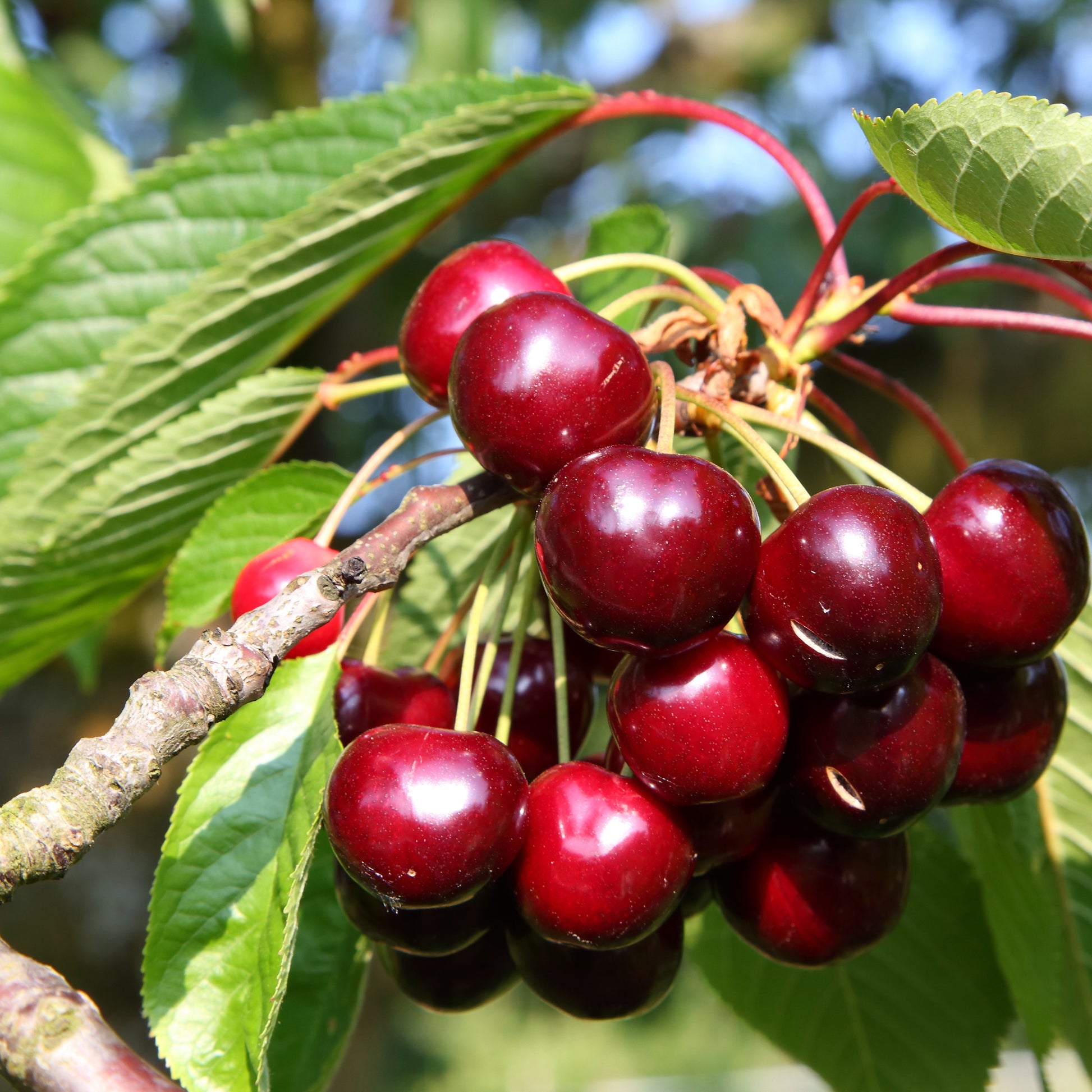 Minikirschen (Burlat, Van, Napoleon) (x3) - Prunus avium van, napoleon, burlat - Kirschen