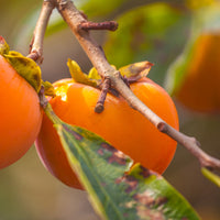 Kakipflaume Rojo Brillante - Kaki diospyros rojo brillante - Bakker