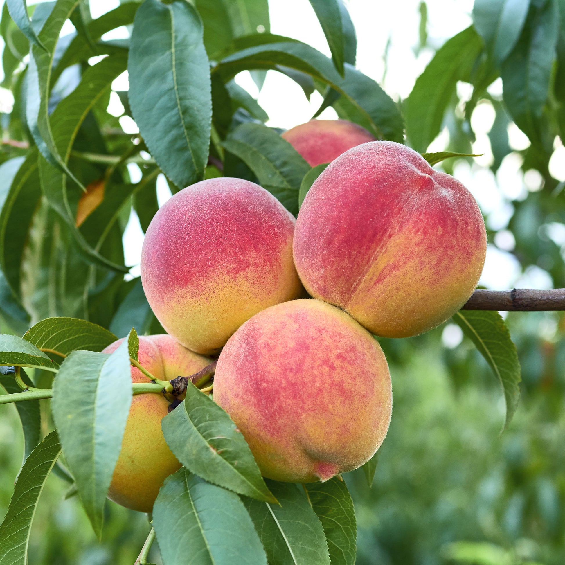Pfirsichbäume - Pfirsichbaum Suncrest - Prunus persica suncrest