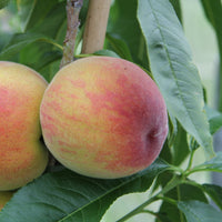 Prunus persica suncrest - Pfirsichbaum Suncrest - Pfirsichbäume