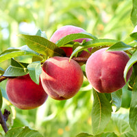 Verkauf Pfirsichbaum Suncrest - Prunus persica suncrest