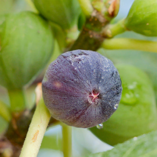 Feige Brogiotto Nero - Bakker