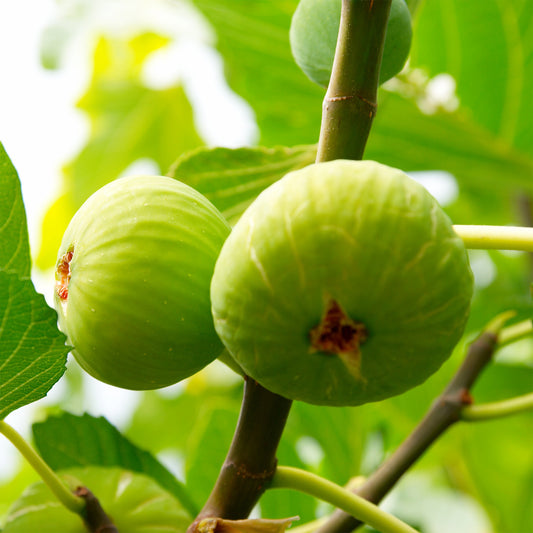 Feigenbaum Brogiotto Bianco - Bakker