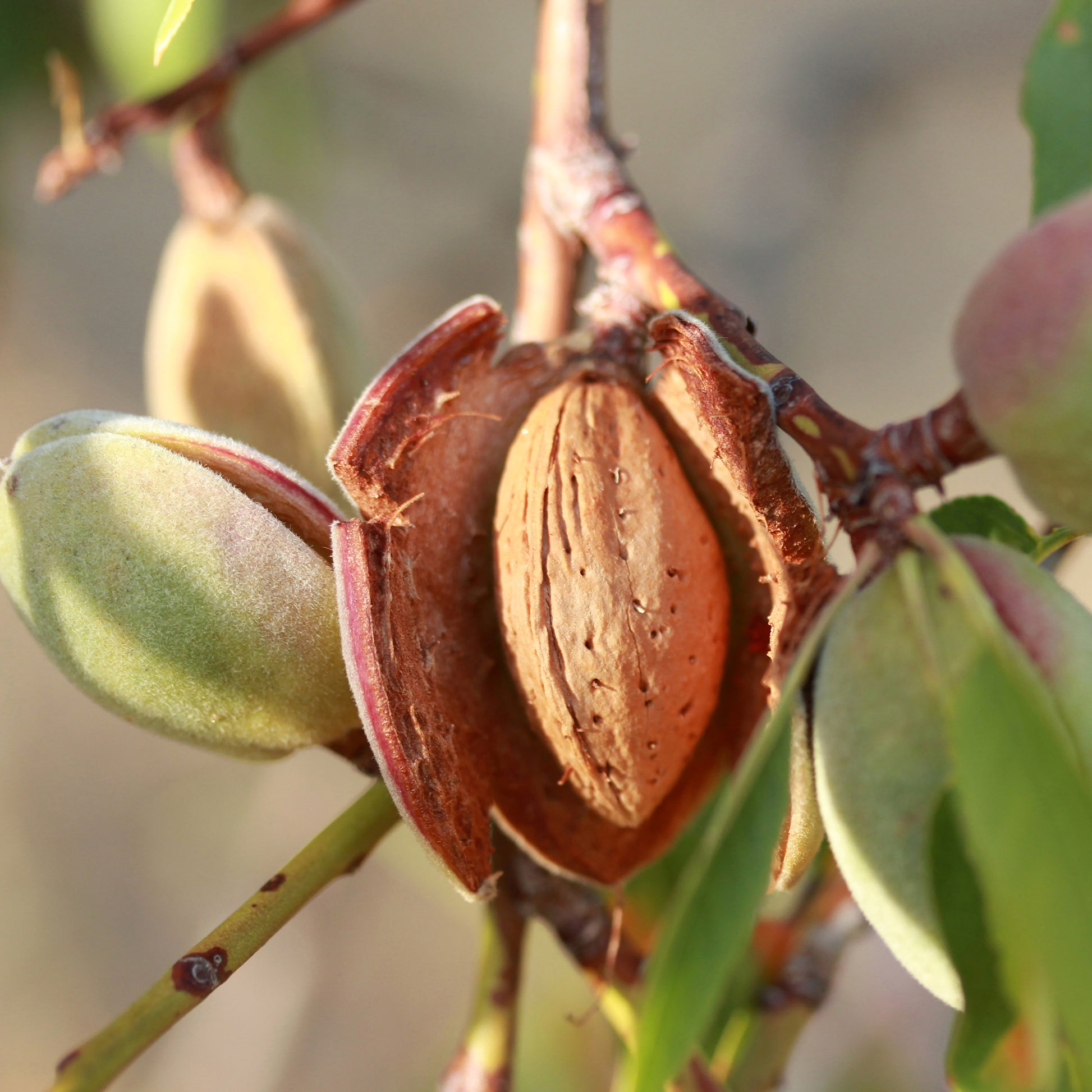 Schalenobstbäume - Mandelbaum - Prunus dulcis Texas