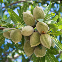 Prunus dulcis Texas - Mandelbaum - Schalenobstbäume