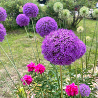 Allium gladiator - Zierlauch Gladiator - Allium-Zwiebeln