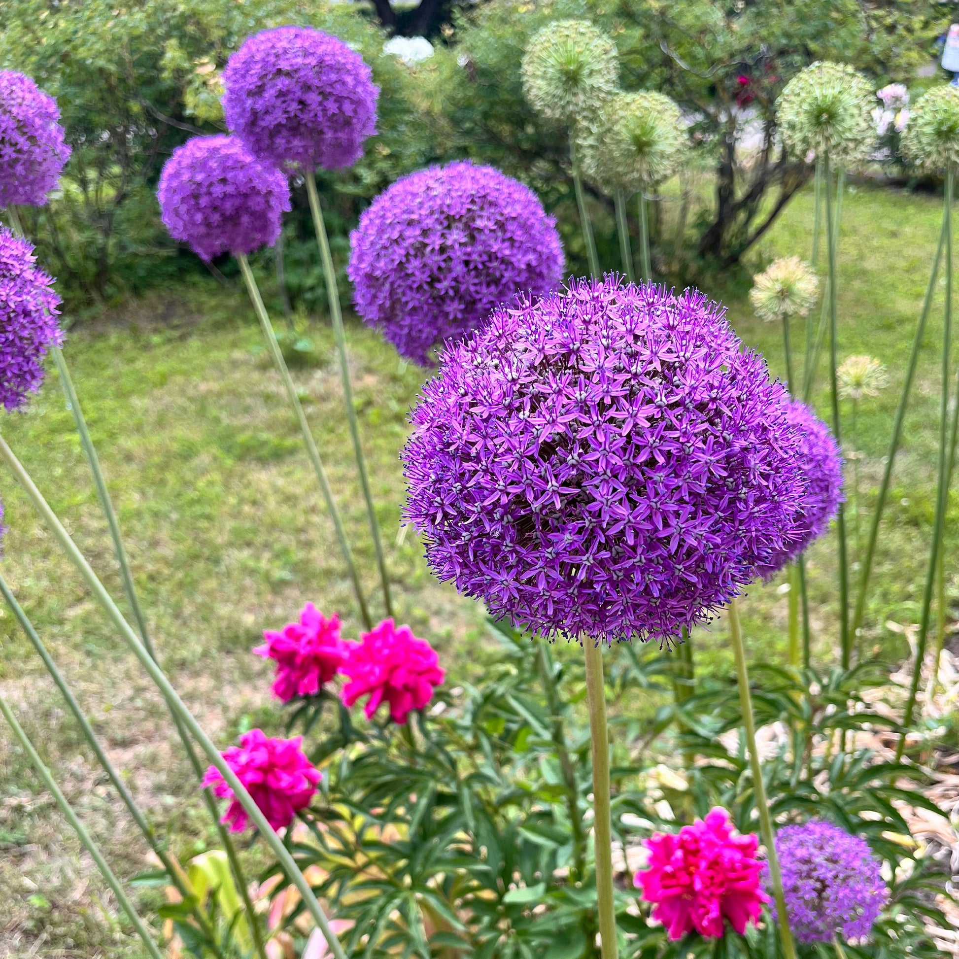 Allium gladiator - Zierlauch Gladiator - Allium-Zwiebeln