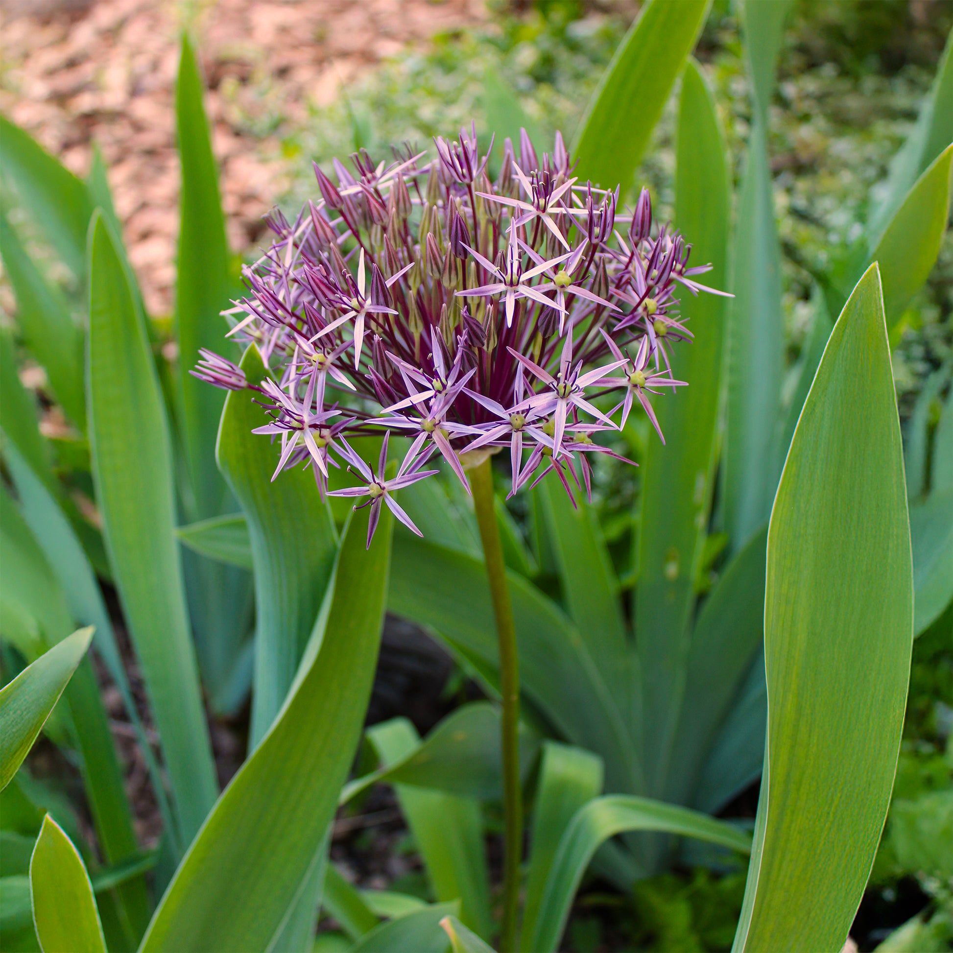 Allium Christophii (x10) - Allium christophii - Bakker