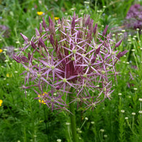 Allium Christophii (x10) - Bakker