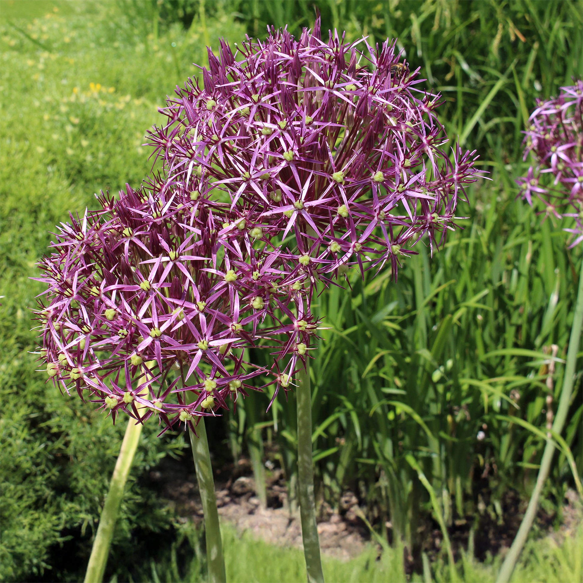 Allium christophii - Allium Christophii (x10) - Allium-Zwiebeln