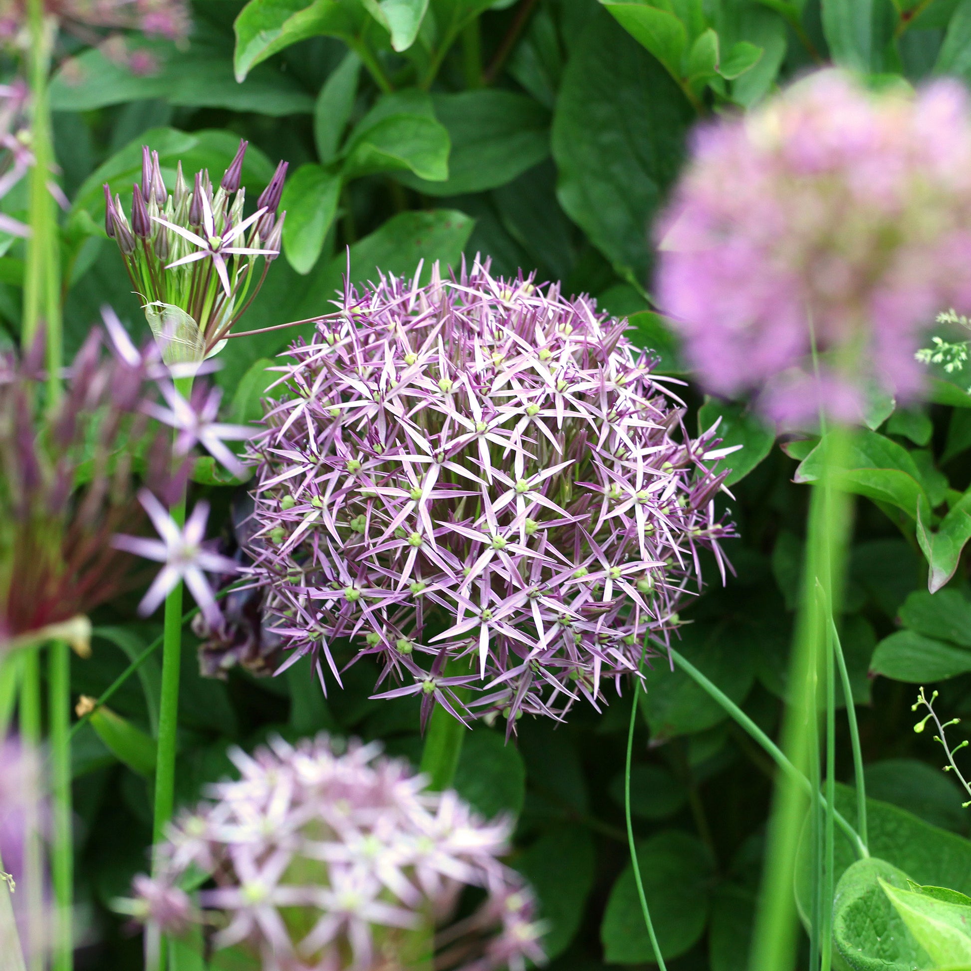 Allium-Zwiebeln - Allium Christophii (x10) - Allium christophii