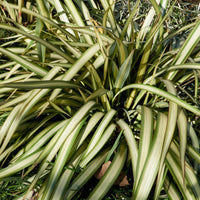 Neuseeländischer Flachs Tricolor - Phormium tricolor - Mediterrane Pflanzen