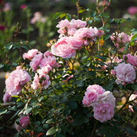 Beetrose Bonica 82® - Rosa Bonica 82 ® - Bakker