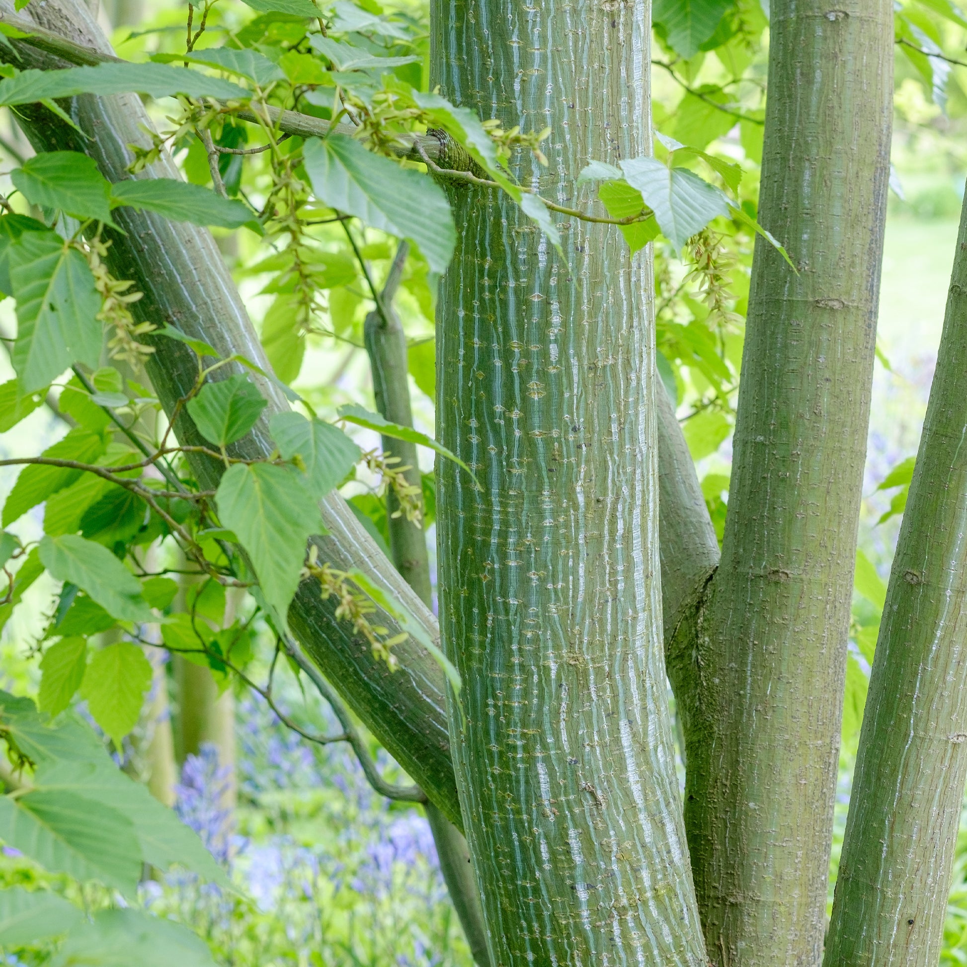 Acer davidii - Schlangenhaut-Ahorn - Ahorn