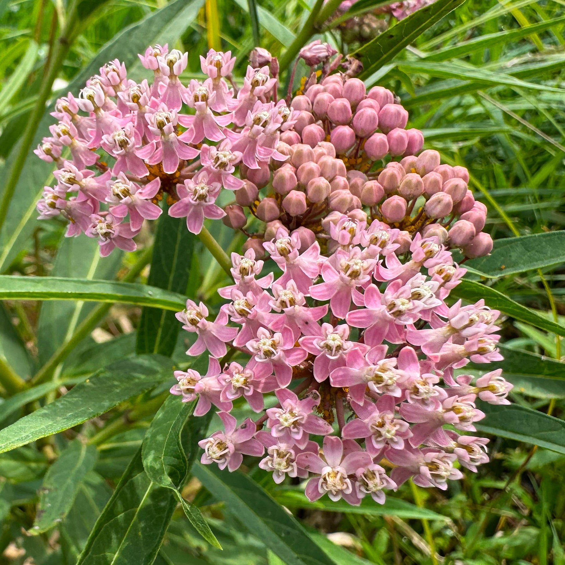 Asclepius incarnata (x3) - Asclepias incarnata - Bakker